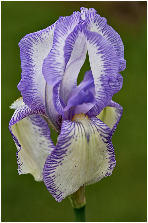Bearded iris no 17 pres s